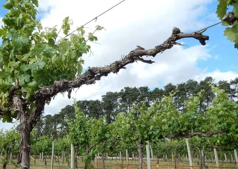 Trunk diseases spread slowly, eventually stopping the grapevine from growing and giving the growers their first clue of a problem, years after infection. (Courtesy José Ramón Úrbez-Torres/Agriculture and Agri-Food Canada)