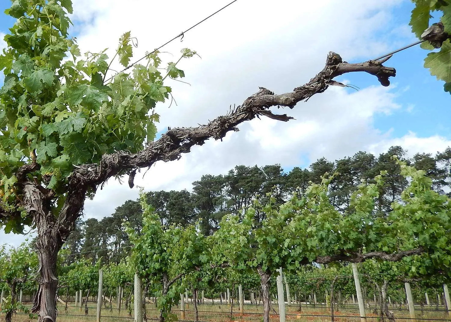 Take action on trunk diseases Trunk diseases spread slowly, eventually stopping the grapevine from growing and giving the growers their first clue of a problem, years after infection. (Courtesy José Ramón Úrbez-Torres/Agriculture and Agri-Food Canada)