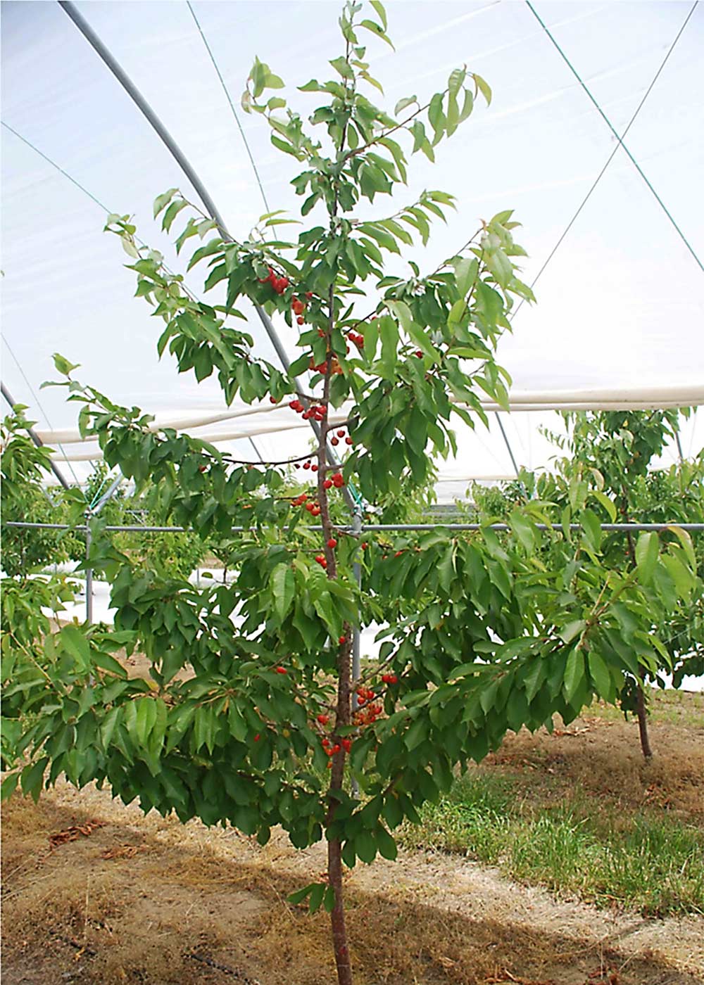 A high tunnel in a Michigan orchard provides weather protection for sweet cherry trees. Yield and other data collected from Michigan’s cherry research tunnels were used to help develop a Cornell University simulation model of different risk-management strategies.  (Courtesy Greg Lang, Michigan State University)