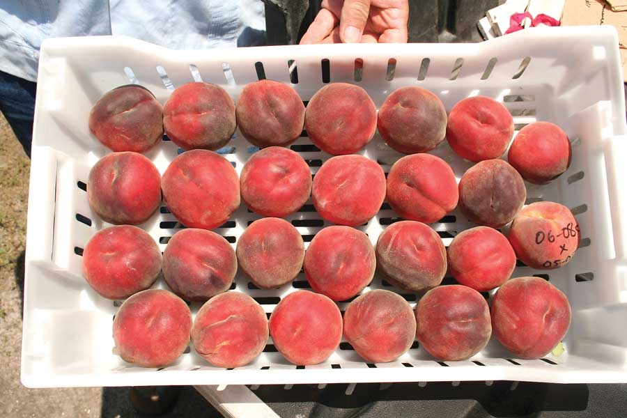 UF Gem Peaches: One of top four Florida varieties. (Courtesy Mercy Olmstead)