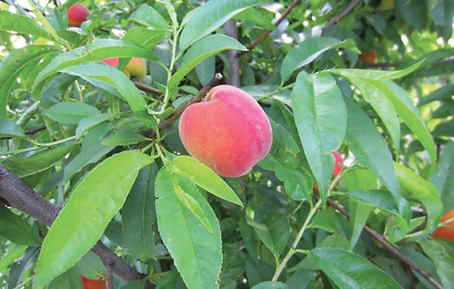 UFSun Peaches: One of top four Florida varieties (Courtesy Mercy Olmstead)