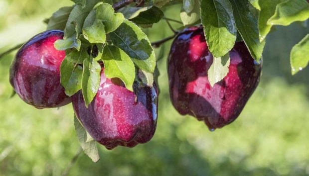 Red Delicious apples in Wapato, Washington on August 25, 2016. <b>(TJ Mullinax/Good Fruit Grower)</b>