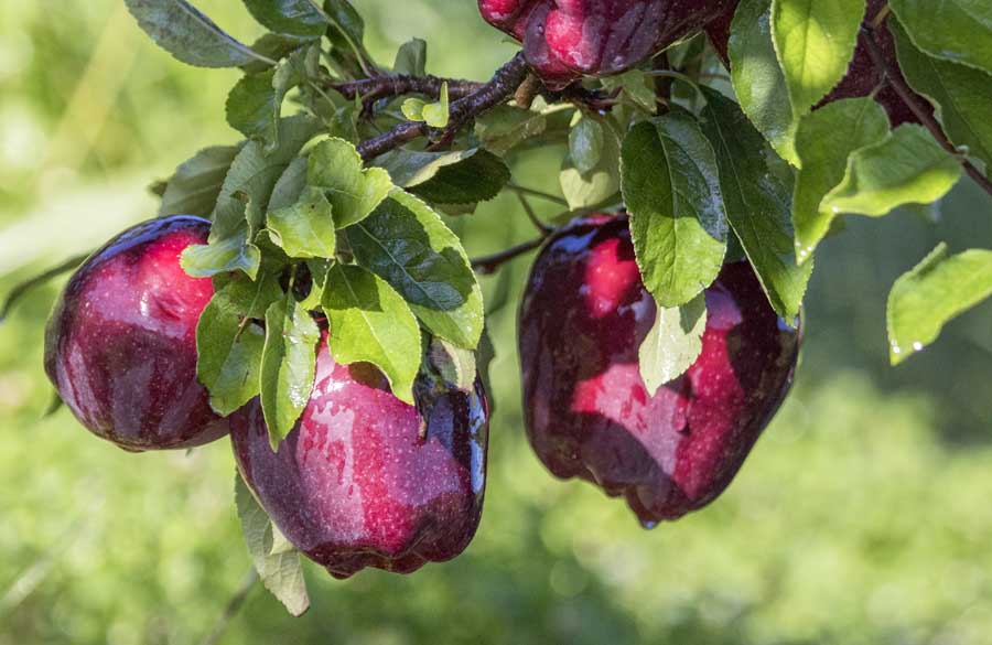 Red Delicious apples in Wapato, Washington, in August.<b> (TJ Mullinax/Good Fruit Grower)</b>