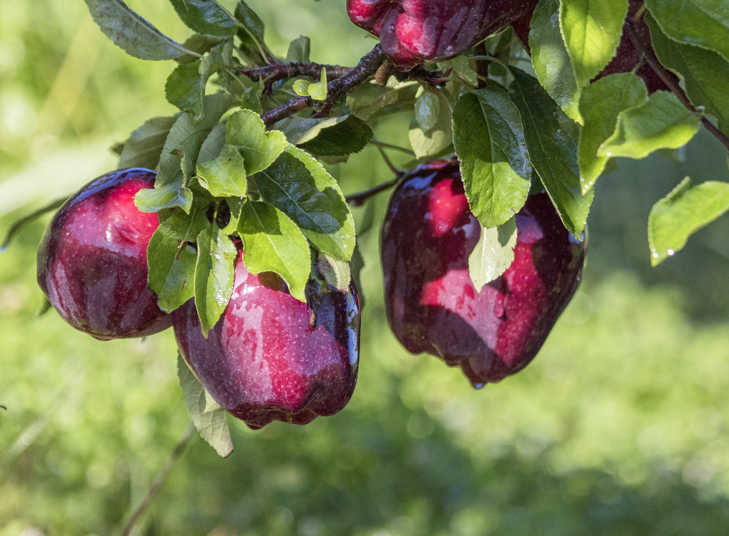 Red Delicious apples in Wapato, Washington on August 25, 2016. (TJ Mullinax/Good Fruit Grower)