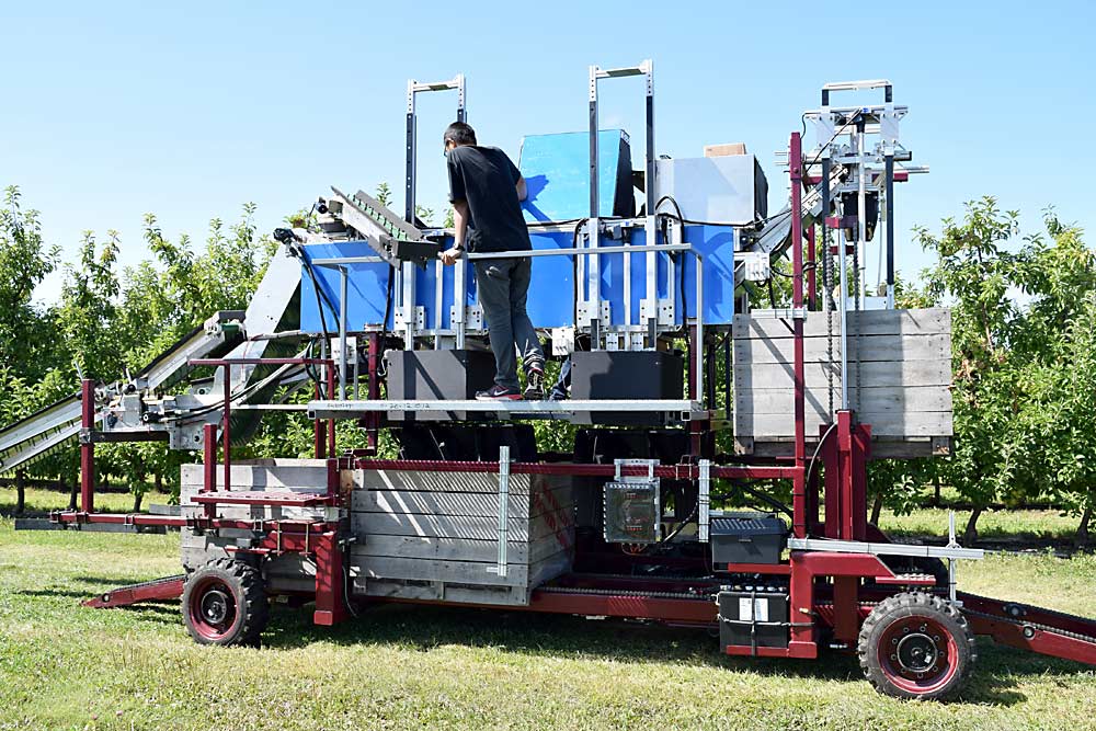 Lu’s group is developing its own harvesting technology, shown here, that incorporates automated in-field sorting to separate culled fruit. The researchers will test the new technology this year. (Courtesy Renfu Lu)