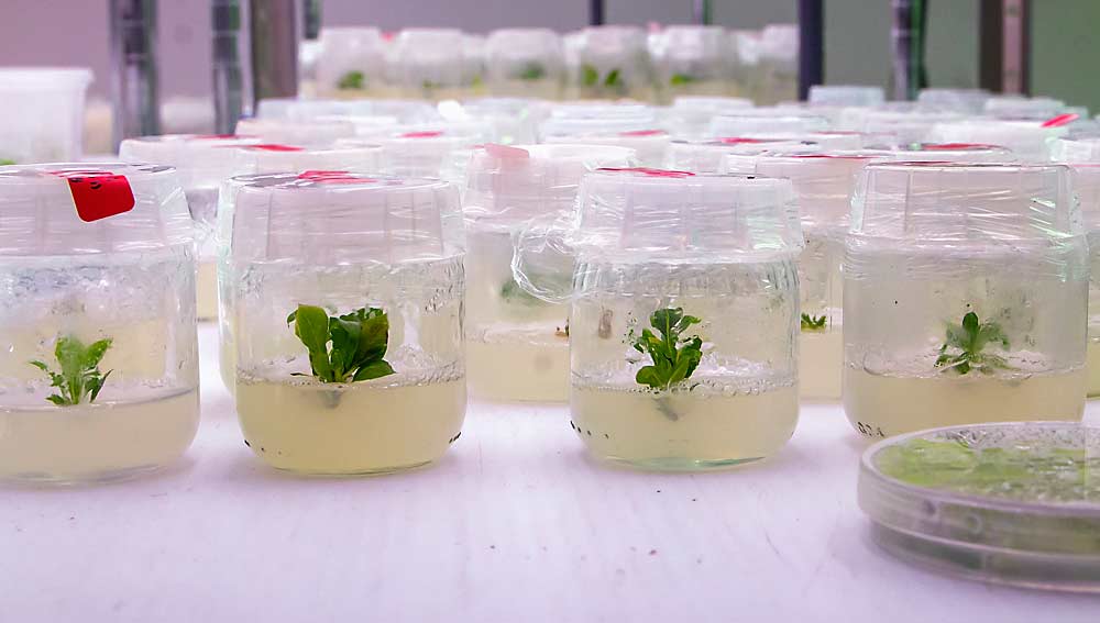 At left, pear rootstocks grow in tissue culture at the Appalachian Fruit Research Station in Kearneysville, West Virginia, in May 2018, following a genetic engineering experiment to see if a gene responsible for dwarfing in peaches will also give the rootstocks size control. (Kate Prengaman/Good Fruit Grower)