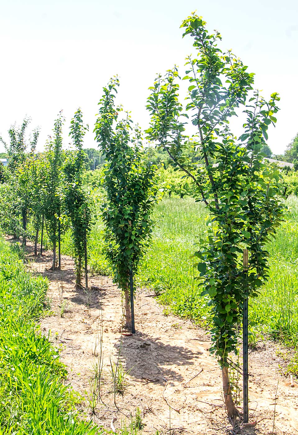 These plum trees were genetically engineered to grow straight up. After researchers identified a gene that causes this pillar-type growth in peaches, they wanted to see if the same gene could be altered in plum. Researchers plan to run rudimentary training system experiments to see if the upright structure could offer management benefits, said Dardick. (Kate Prengaman/Good Fruit Grower)