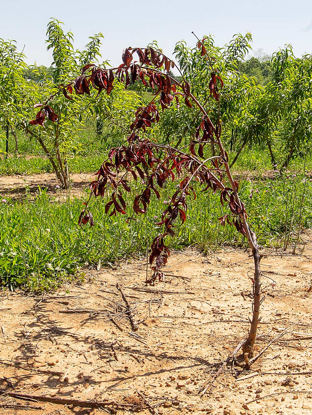 A red leaf, weeping peach tree grows at the station in May 2018. Researchers think the red leaf trait could be beneficial if bred into rootstocks, allowing growers to rapidly identify and remove rootstock shoots.  (Kate Prengaman/Good Fruit Grower)