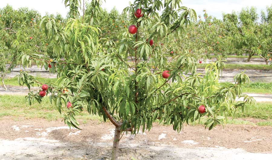 UFBest Peaches: One of top four Florida varieties. (Courtesy Mercy Olmstead)