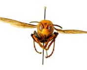 The Asian giant hornet, a 2-inch-long honey bee predator, was found for the first time in the United States in Northwest Washington. State and federal officials are mounting an aggressive response plan. (Courtesy Washington State Department of Agriculture)