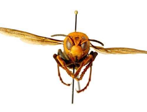 Northern giant hornet eradicated from U.S.