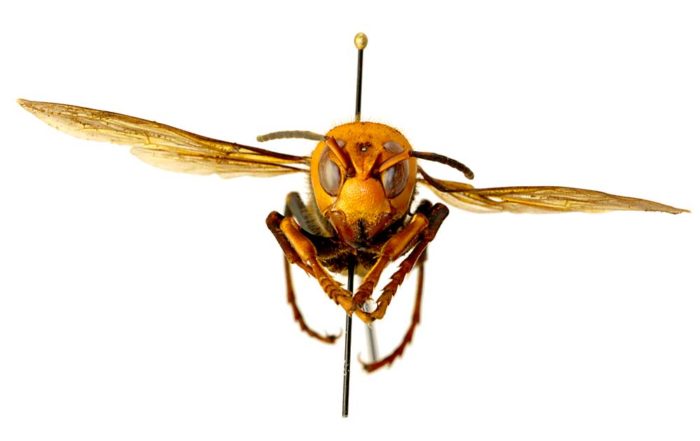 The Asian giant hornet, a 2-inch-long honey bee predator, was found for the first time in the United States in Northwest Washington. State and federal officials are mounting an aggressive response plan. (Courtesy Washington State Department of Agriculture)