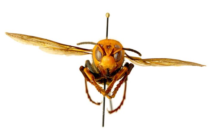 Northern Giant Hornet Eradicated From U S Good Fruit Grower