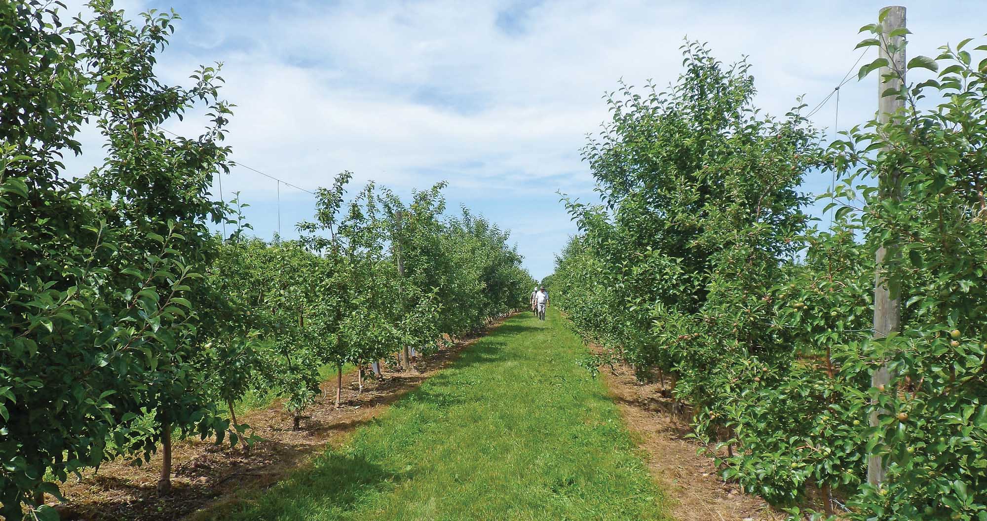 Designer rootstocks - Good Fruit Grower