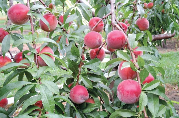 Vee Blush, a new yellow-fleshed peach variety, is a candidate to replace Harrow Diamond. <b>(Courtesy Ontario Tender Fruit Evaluation Committee)</b>