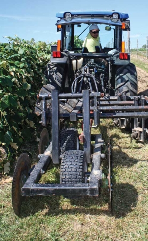 Erik Hurtado from Fenn Valley Winery uses this machine to cover a vine with soil and protect it from winter injury. (Richard Lehnert/Good Fruit Grower)