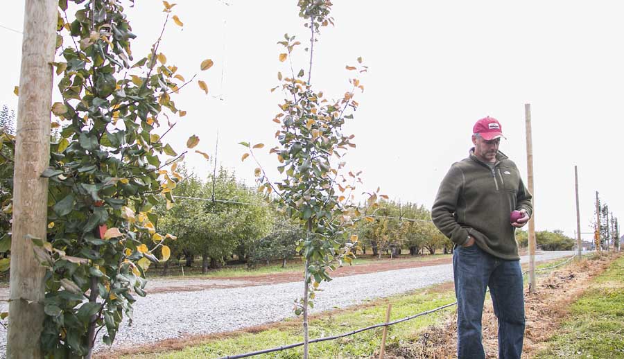 Oroville grower Dave Taber in front of a trial row of what used to be Royal Red Honeycrisps on Geneva 935 rootstock. He lost about 3,000 trees in the commercial portion of his orchard due to the troubled combination. <b>(Ross Courtney/Good Fruit Grower)</b>
