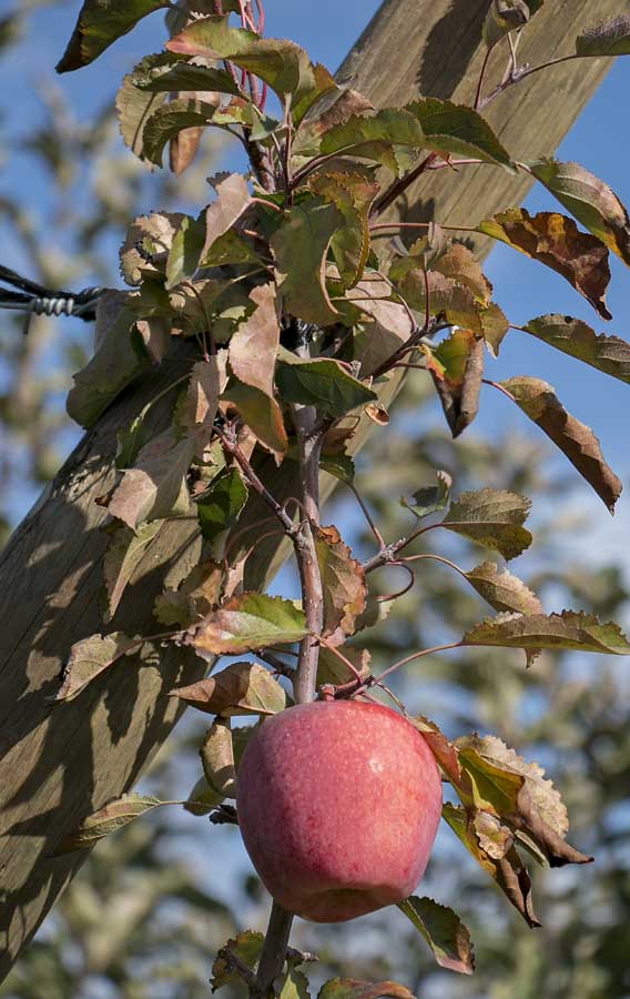 A Pazazz apple tree on a Geneva 935 rootstock shows signs of stress during a rootstock trial tour last fall in a Brewster, Washington, orchard. Researchers and growers have noticed mysterious tree decline when certain varieties and rootstocks are married. Pazazz, Royal Red Honeycrisp and Firestorm Honeycrisp on G.935 are among the problematic pairings. <b>(Ross Courtney/Good Fruit Grower) </b>