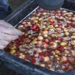 A sample of Washington cherries undergoing inspection for fruit fly larvae