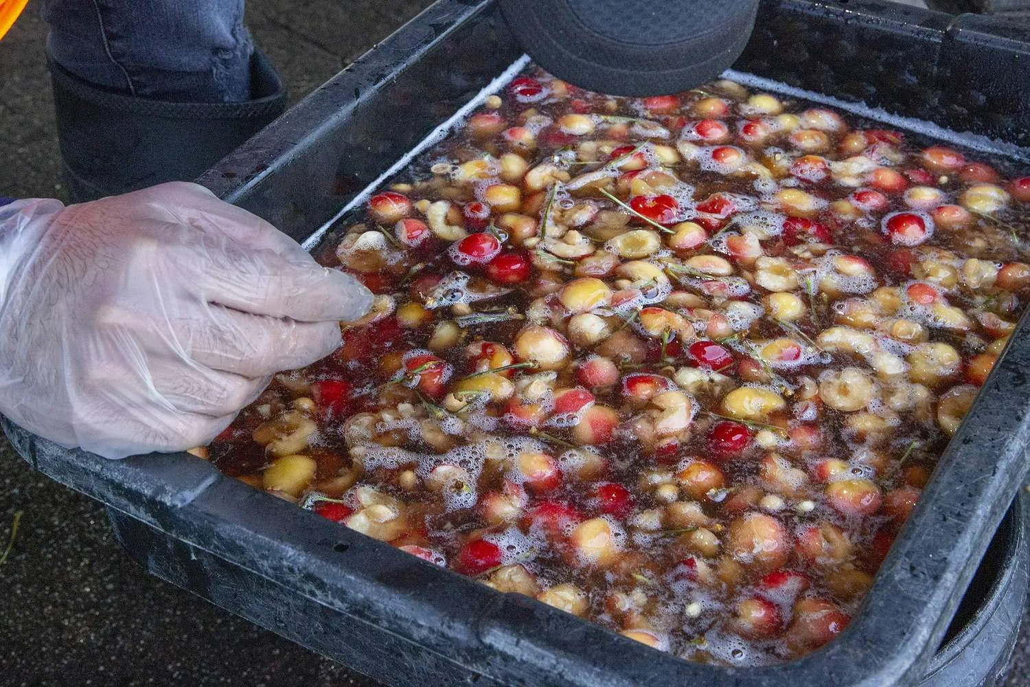 Cherry inspectors bid goodbye to ‘California crush’ A sample of Washington cherries undergoing inspection for fruit fly larvae