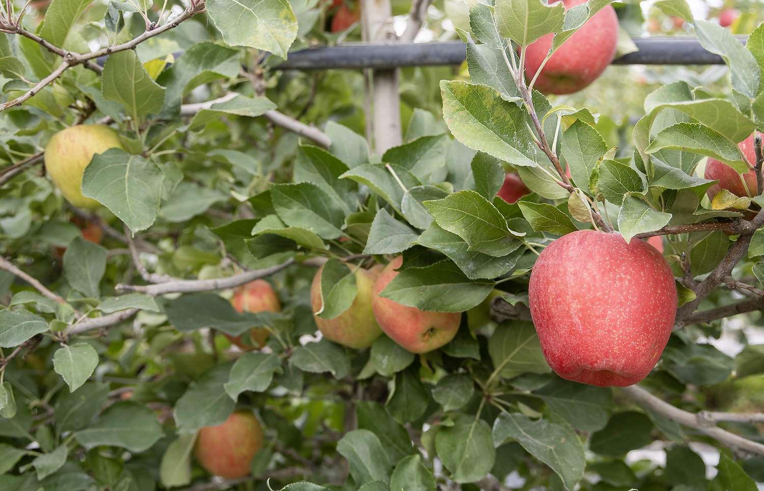Apple growers aiming for the red zone The Honeycrisp apples on the right show more red color development in early September 2023, because the crop load is in the ideal window, while the overcropped tree at left shows less color development. This Malaga, Washington, trial block is part of a multistate research project to determine the optimum crop load for Honeycrisp in different regions and the value — to growers — of staying in the target range. (Kate Prengaman/Good Fruit Grower)