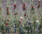 Craig Young (center) learns about the characteristics of WA 38 during a field day at Washington State University’s Sunrise Orchard between Wenatchee and Quincy. It is a vigorous variety well suited to a bi-axis system. (Geraldine Warner/Good Fruit Grower)