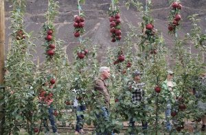 Craig Young (center) learns about the characteristics of WA 38 during a field day at Washington State University’s Sunrise Orchard between Wenatchee and Quincy. It is a vigorous variety well suited to a bi-axis system. (Geraldine Warner/Good Fruit Grower)