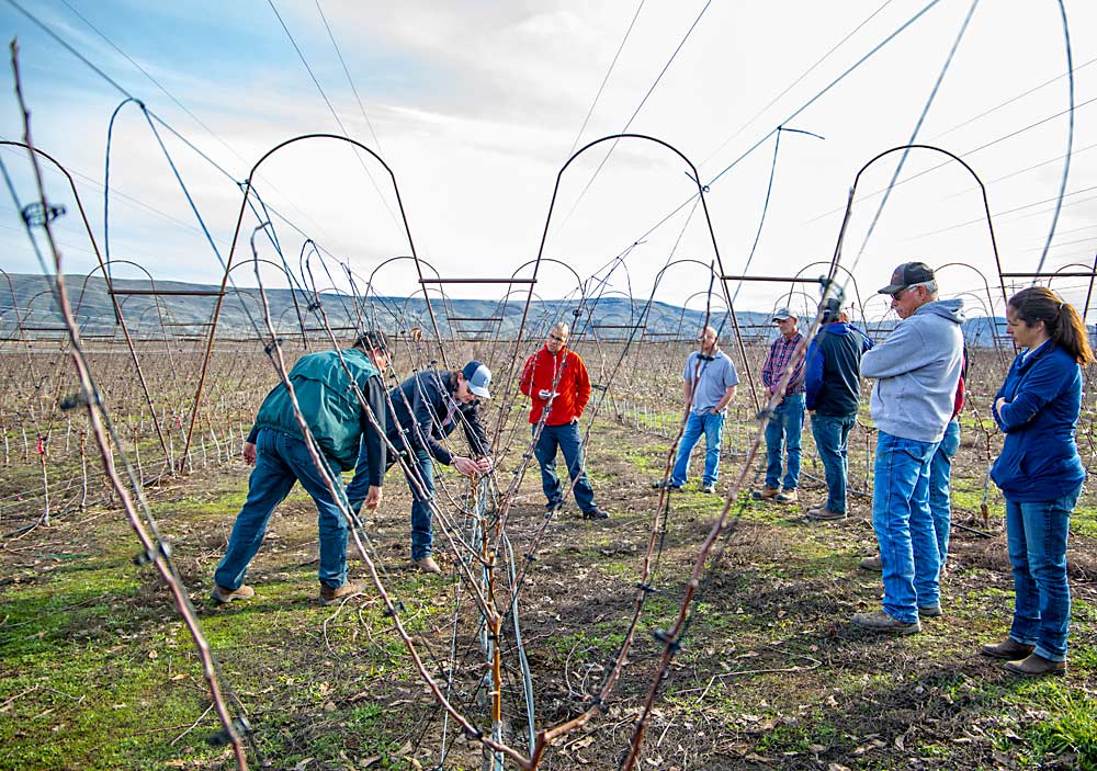Derek Hill, operations manager for Oasis Farms in Prosser, Washington, explains the nuances of his bi-ax trees during a tour of WA 38 training systems of the Columbia Basin Tree Fruit Club in late March. (Ross Courtney/Good Fruit Grower)