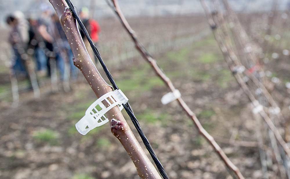 Oasis Farms guides its WA 38 trees to twine with tomato clips. (Ross Courtney/Good Fruit Grower)