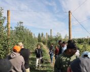 Washington State University extension specialist Bernardita Sallato, center, provides a preharvest tour on Sept. 17 through a demonstration block at the Roza Research Farm in Prosser, where WSU’s new variety, WA 64, is planted on different rootstocks and training systems to help growers get to know how it performs. (Kate Prengaman/Good Fruit Grower)