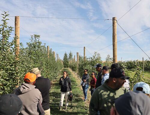 WA 64 field day focuses on rootstock and system options