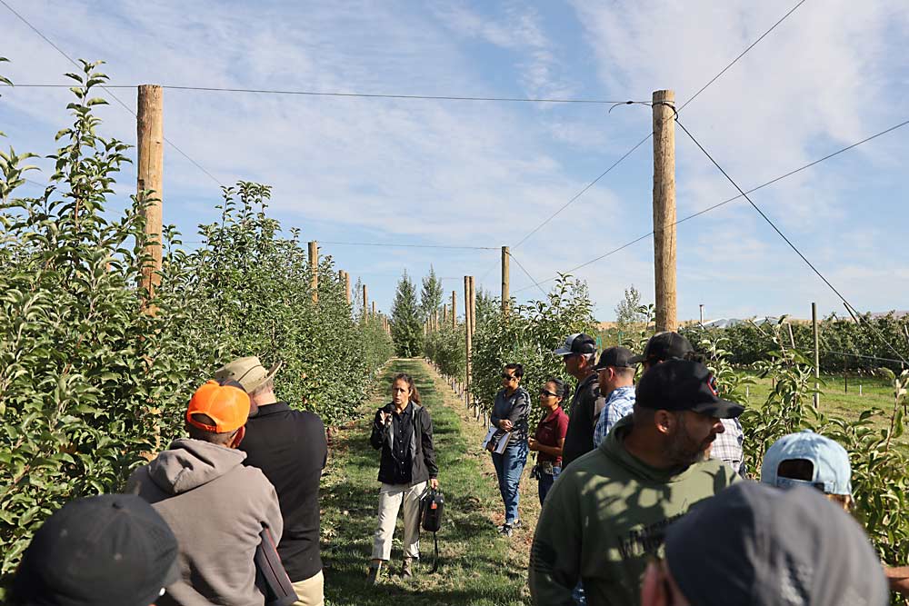 Washington State University extension specialist Bernardita Sallato, center, provides a preharvest tour on Sept. 17 through a demonstration block at the Roza Research Farm in Prosser, where WSU’s new variety, WA 64, is planted on different rootstocks and training systems to help growers get to know how it performs. (Kate Prengaman/Good Fruit Grower)