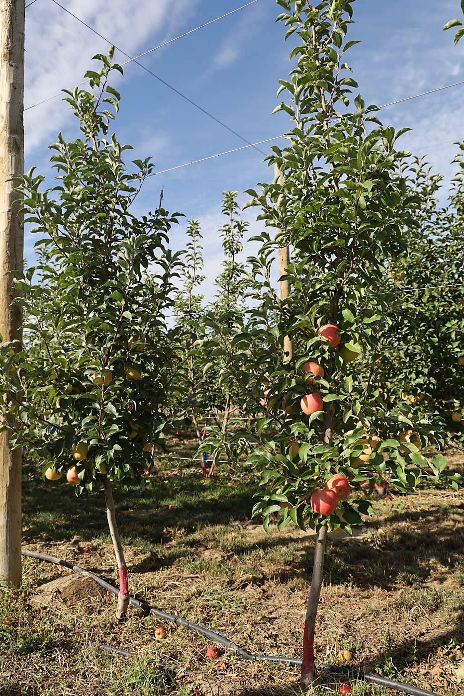 When paired with G.890 rootstock, these single-leader trees have nearly filled their space in the third leaf, and Sallato and her crew felt comfortable cropping the lower branches. WA 64 needs good light interception for color development, she said, so systems like this may need summer pruning or preharvest defoliation. (Kate Prengaman/Good Fruit Grower)