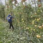 WA 64 apple trees pruned for robotic harvest trials