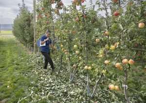 WA 64 apple trees pruned for robotic harvest trials