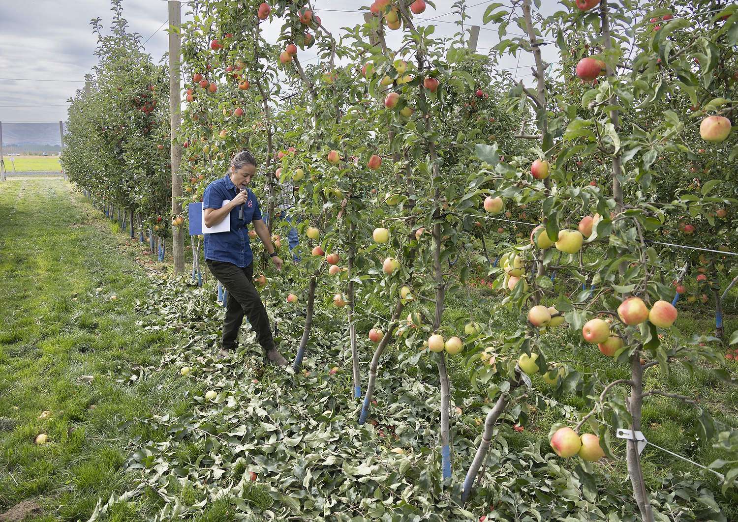 WA 64 apple trees pruned for robotic harvest trials