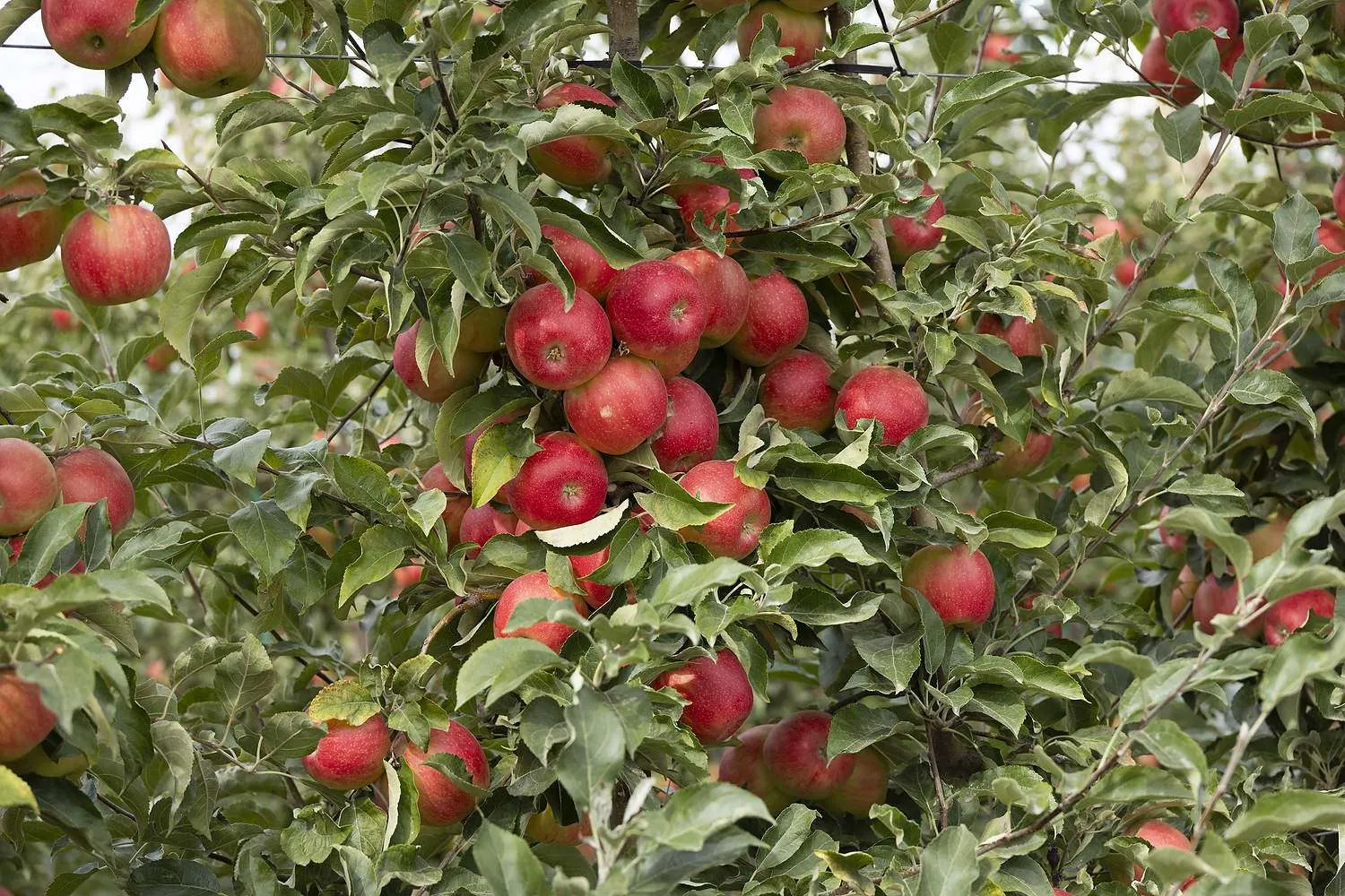WA 64 apples growing in a research orchard