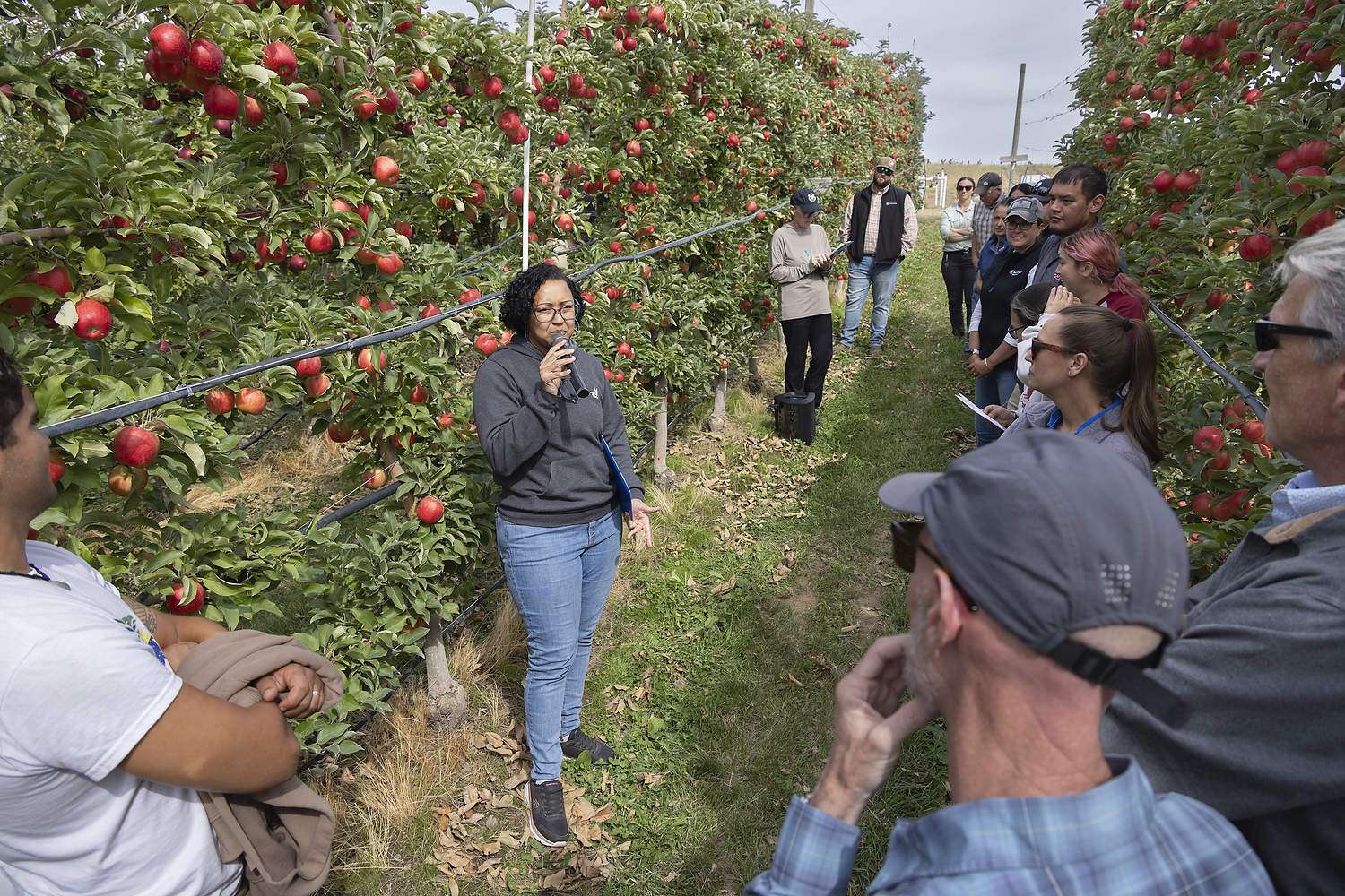 A researcher speaks at a field day for WA 64 apples