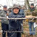 Tough calls to be made for profitable cherry production wstfa cherry
