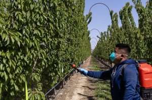 Freddy Reyes, a doctoral student at Washington State University, applies a plant growth regulator in a cherry thinning trial hosted by a commercial operator in April 2025. (Kate Prengaman/Good Fruit Grower)