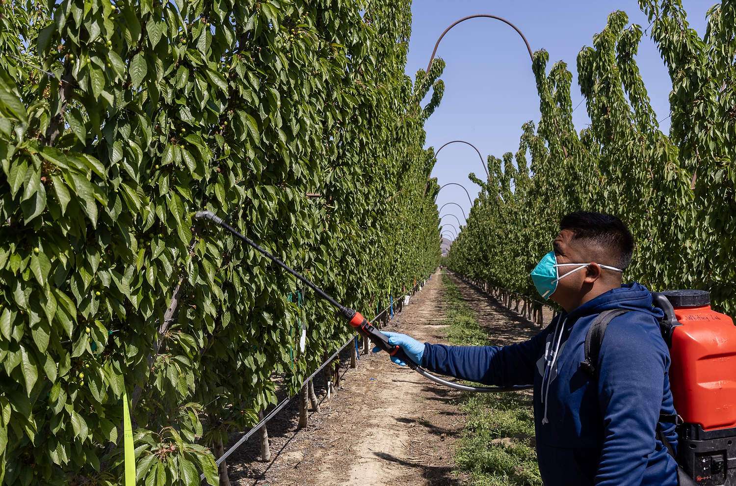 Tree tactics for top-dollar cherries Freddy Reyes, a doctoral student at Washington State University, applies a plant growth regulator in a cherry thinning trial hosted by a commercial operator in April 2025. (Kate Prengaman/Good Fruit Grower)