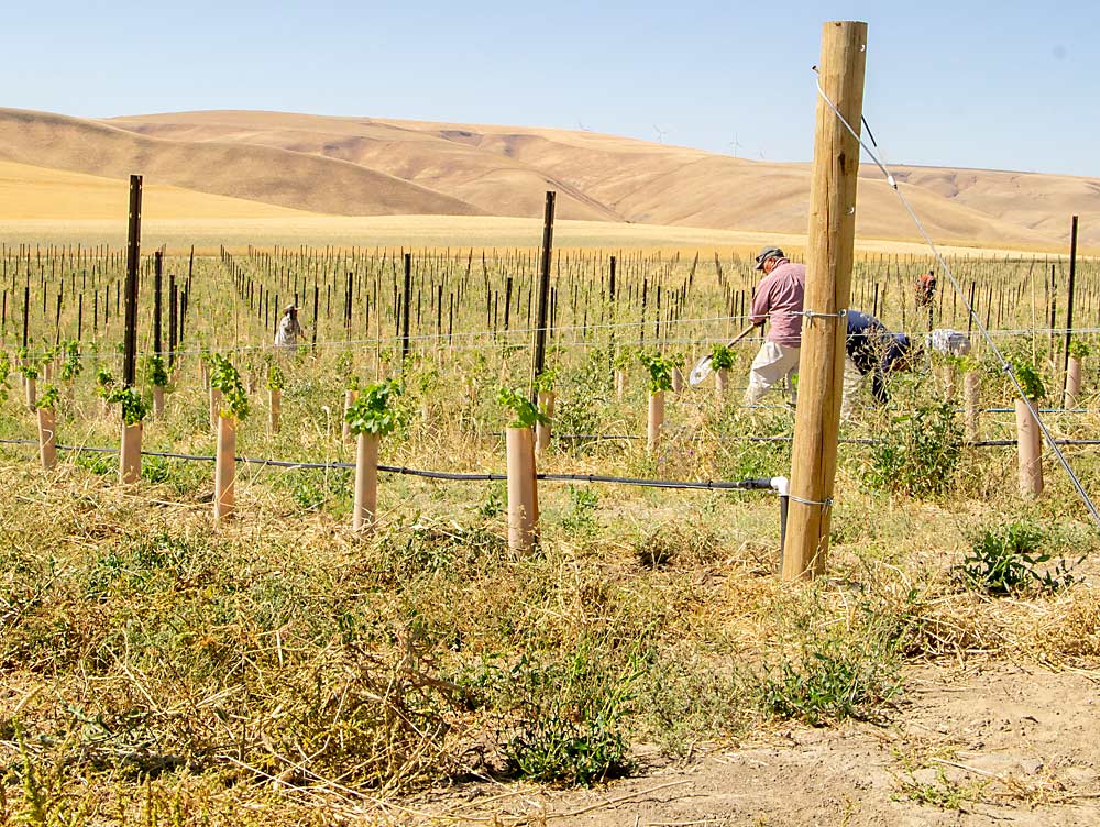 A crew weeds a new planting by hand in a Walla Walla, Washington-area vineyard in early September. The detection of phylloxera in several area vineyards means growers are trying to minimize soil movement that could pose a risk of spreading the pest. (Kate Prengaman/Good Fruit Grower)