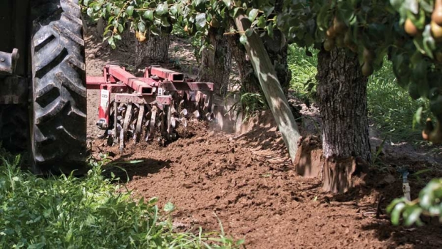 A Wonder Weeder is pushed through an organic pear block, mulching and cultivating the soil around the base of the trees on July 15, 2015. <b>(TJ Mullinax/Good Fruit Grower)</b>
