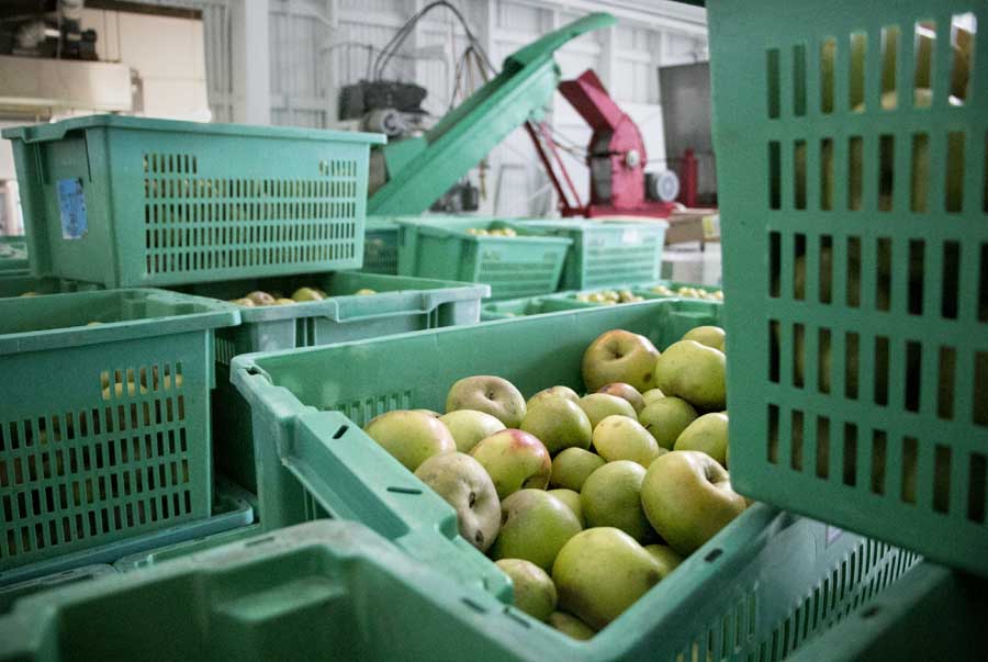 Newtown Pippin apples await processing by the juicer in the background at the Gizdich Ranch. <b>(Ross Courtney/Good Fruit Grower)</b>