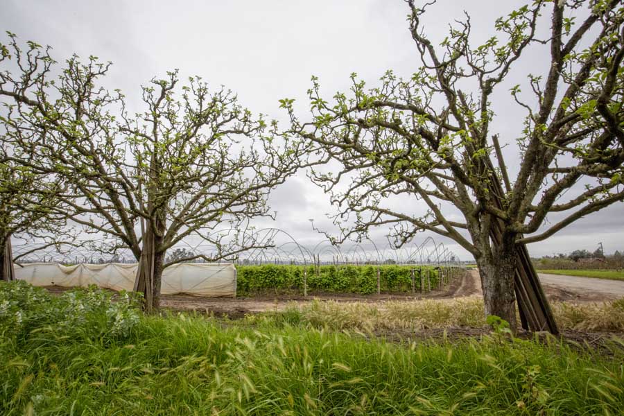 Old Newtown Pippins grow at Gizdich Ranch surrounded by berry farmers in the Pajaro Valley. The Valley, which rests about 20      miles southeast from Santa Cruz, is a coastal community that was once one the state’s top apple producing areas. <b>(TJ Mullinax/Good Fruit Grower)</b>
