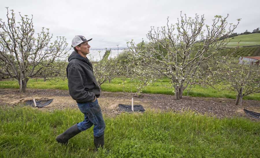 Noah Gizdich walks through the north part of the family ranch in Watsonville, California, where the family has planted Newtown Pippins between older trees. The older trees, with prop wood stored between the branches, were planted with a much larger spacing. <b>(TJ Mullinax/Good Fruit Grower)</b>