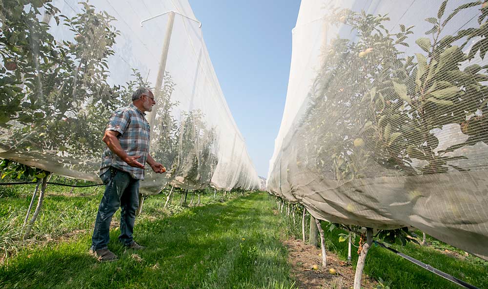 Wedel uses single-row netting to protect the Lucy Rose, a cross between Honeycrisp and Airlie Red Flesh, from birds. (TJ Mullinax/Good Fruit Grower)