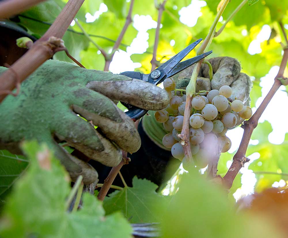 Nimble hands snip a cluster of Semillon at Les Collines. (Ross Courtney/Good Fruit Grower)