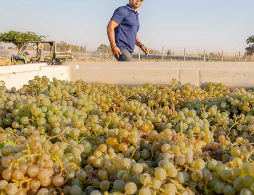 Change of hue for Washington vineyards