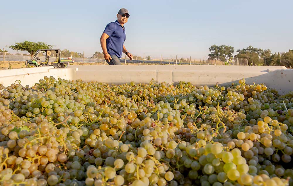 Crew supervisor Aaron Enriquez checks out a bin of Semillon grapes during harvest at Les Collines Vineyard in early September in Walla Walla, Washington. White wine varieties are increasing in demand as the state industry transforms itself in the wake of cuts by Ste. Michelle Wine Estates. (Ross Courtney/Good Fruit Grower)